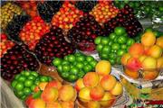 کمبود سیب زمینی به زودی برطرف می‌شود