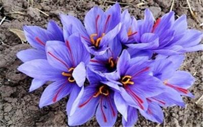 تلاش برای ایجاد ارزش افزوده بیشتر در صنعت زعفران در رویدادی استارتاپی