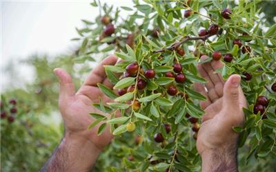 شرایط برای فروش و صادرات عناب خراسان جنوبی مهیا شود