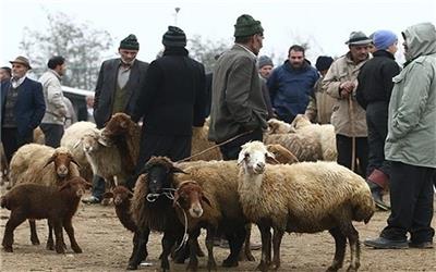 دستورالعمل خرید، فروش و حمل دام زنده برای اجرا ابلاغ شد