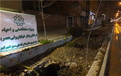 توزیع 2 میلیون نهال و درخت در هفته درختکاری