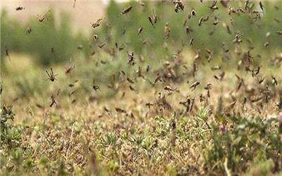 مبارزه با ملخ صحرایی در یک میلیون هکتار زمین کشاورزی اجرا می‌شود
