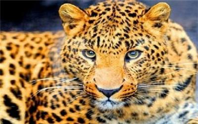 بررسی امکان لقاح مصنوعی پلنگ ایرانی